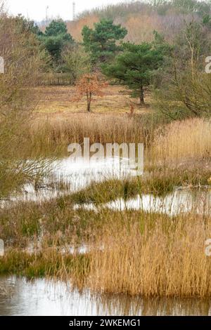 Moore Nature Reserve Penketh, Cheshire, Warrington Foto Stock