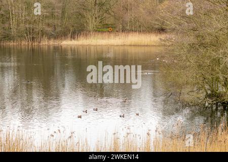 Moore Nature Reserve Penketh, Cheshire, Warrington Foto Stock