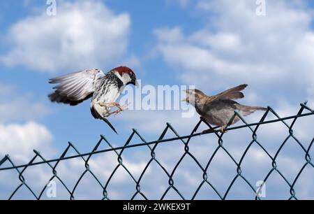 Due passeri di Willow (Passer hispaniolensis) maschi con cibo in volo verso una giovane uccello su una recinzione a catena Foto Stock