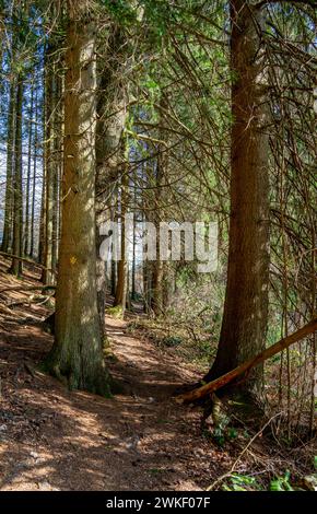 Sentiero in un paesaggio forestale nelle Ardenne, Belgio Foto Stock