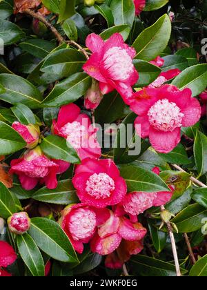 Rosso-rosa dal tardo inverno all'inizio della primavera fiori centrati con anemone della camelia japonica "Bokuhan" sempreverde Foto Stock