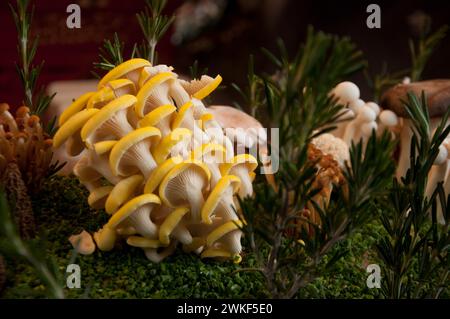 Wild Mushroom Stall, Borough Market, Borough, Southwark, Londra, REGNO UNITO Foto Stock