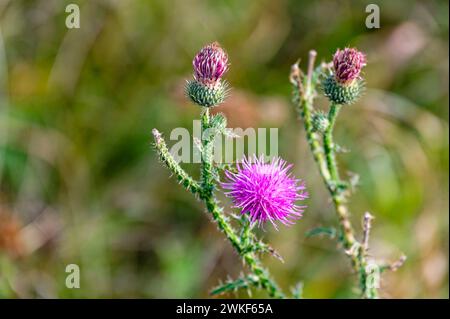 Foto macro di una fioritura rosa di un cardo. Foto Stock