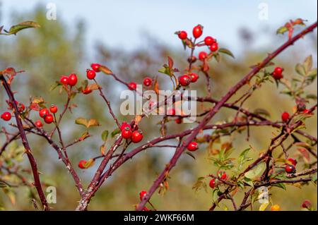 Impressioni autunnali con fianchi di rose su un cespuglio alla luce del sole. Foto Stock