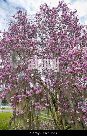 Questo è il Saucer Magnolia o Magnolia X Soulangeana... noto anche come "Tulip Tree". È un ibrido che fiorisce nel tardo inverno. Foto Stock