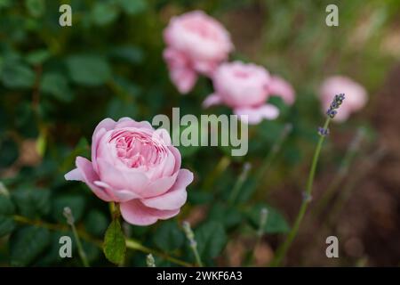 Rosa Regina di Svezia che fiorisce nel giardino estivo di lavanda blu. I fiori nostalgici a doppia cupola crescono sul bordo Foto Stock