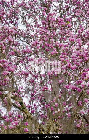 Questo è il Saucer Magnolia o Magnolia X Soulangeana... noto anche come "Tulip Tree". È un ibrido che fiorisce nel tardo inverno. Foto Stock