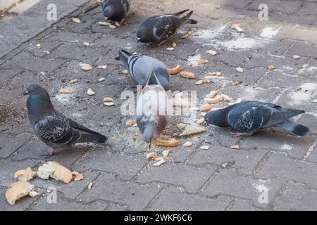 Piccioni della città che mangiano pane sul marciapiede della strada Foto Stock