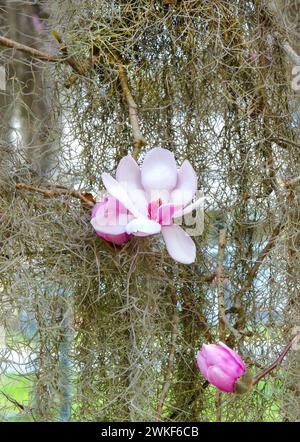 Questo è il Saucer Magnolia o Magnolia X Soulangeana... noto anche come "Tulip Tree". È un ibrido che fiorisce nel tardo inverno, come qui in No Foto Stock