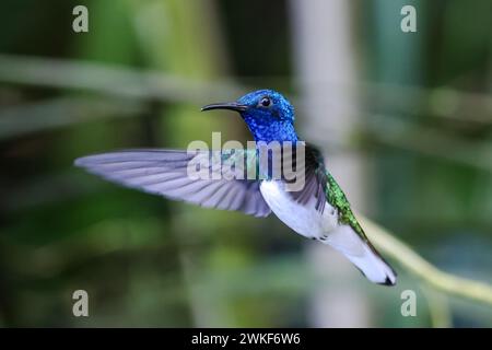 giacobino dal collo bianco - colibrì in blu, verde e bianco in volo con ali che battono velocemente e sfondo sfocato Foto Stock