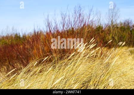 Erbe secche d'oro piegate al vento su uno sfondo sfocato di salici rossi sulle dune di sabbia del Mar Baltico in inverno Foto Stock