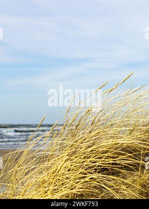 Erba secca gialla piegata al vento sullo sfondo del Mar Baltico e del cielo blu, dune costiere in inverno Foto Stock