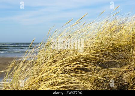 Erba secca gialla piegata al vento sullo sfondo del Mar Baltico e del cielo blu, dune costiere in inverno Foto Stock