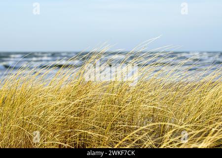 Erba secca gialla piegata al vento sullo sfondo del Mar Baltico e del cielo blu, dune costiere in inverno Foto Stock