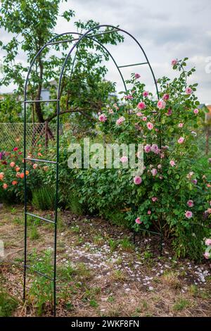 Rosa fiori rose fiorire su arco in giardino estivo. Inglese James Galway arrampicata rosa cresce su pergola. Supporto trellis per piante Foto Stock