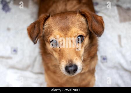 Piccolo cane rosso a casa, ritratto da vicino Foto Stock