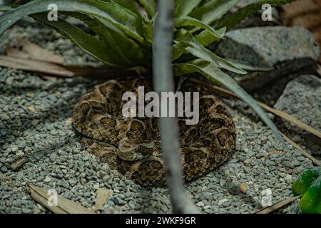 Common Lancehead, è una specie velenosa di vipera a pozzo che si trova in America centrale e meridionale Foto Stock