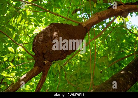 L'alveare arboreo delle termiti nella foresta atlantica in Brasile Foto Stock