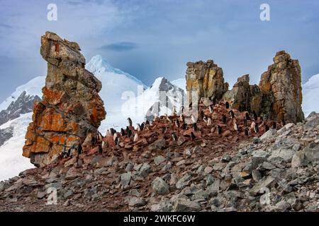 Una colonia di pinguini Chinstrap ( Pygoscelis antarcticus ) vicino ad un pilastro di roccia ignea, basalto, su un'isola al largo della Penisola Antartica, Antartide Foto Stock