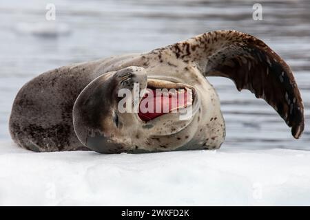 La foca leopardata sbadigliante ( Hydrurga leptonyx ) è stata trascinata fuori dall'acqua e riposa sul ghiaccio al largo dell'isola di Anders, della penisola antartica, dell'Antartide Foto Stock