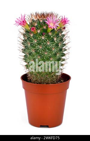 piccolo cactus rosa in fiore, mammillaria spinosissima, in vaso isolato su sfondo bianco Foto Stock