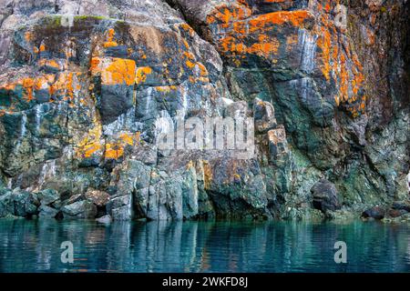 Colorato lichene arancio ( Xanthoria mawsonii ) su ignee rocce costiere, in una insenatura marina delle isole argentine, Penisola Antartica, Antartide. Foto Stock