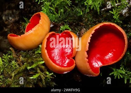 Sarcoscypha austriaca è quasi identica alla sua parente stretto Sarcoscypha coccinea. Il primo ha capelli arrotolati, il secondo capelli lisci. Foto Stock