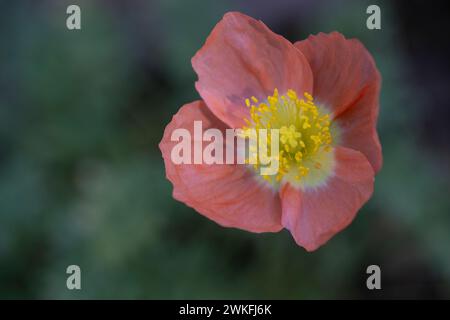 Papavero islandese, papavero artico, papavero nudicuale, fioritura nel giardino del cottage, primo piano, foto macro, dettagliato Foto Stock