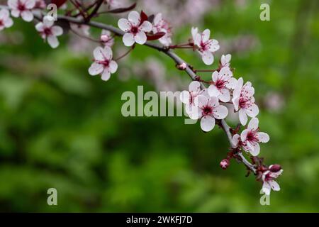 Coperto di fiori in primavera. Prugna dalla foglia nera, Prunus Nigra Foto Stock