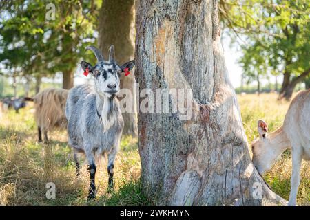 Capra domestica (Capra hircus) in piedi all'ombra dell'albero. Capre domestiche all'ombra degli alberi in una calda giornata estiva. Foto Stock