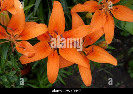 Giglio d'arancia, Lilium bulbiferum, in cottage Garden Brownsburg-Chatham, Quebec, Canada. Foto Stock