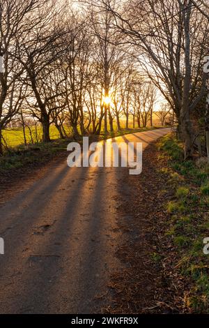 Lunghe ombre gettate da un basso sole invernale sul sentiero costiero di Fife vicino a Dalgety Bay Fife, Scozia. Foto Stock