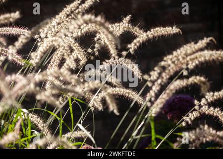 Pennisetum orientale Fountain Grass fiorito ad agosto, Scozia Foto Stock