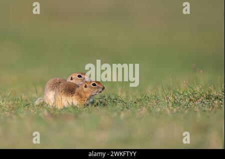 Due scoiattoli sull'erba. Scoiattolo anatolico a terra di Souslik, Spermophilus xanthoprymnus Foto Stock