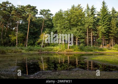 Area ricreativa locale Diersfordter Wald, The Heideweiher, Schwarzes Wasser, Hohe Mark Westmünsterland Nature Park, NRW, Germania Foto Stock