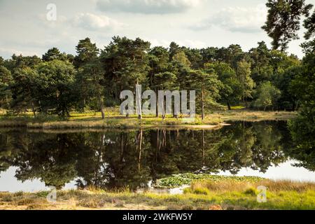 Area ricreativa locale Diersfordter Wald, The Heideweiher, Schwarzes Wasser, Hohe Mark Westmünsterland Nature Park, NRW, Germania Foto Stock