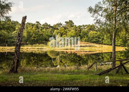 Area ricreativa locale Diersfordter Wald, The Heideweiher, Schwarzes Wasser, Hohe Mark Westmünsterland Nature Park, NRW, Germania Foto Stock