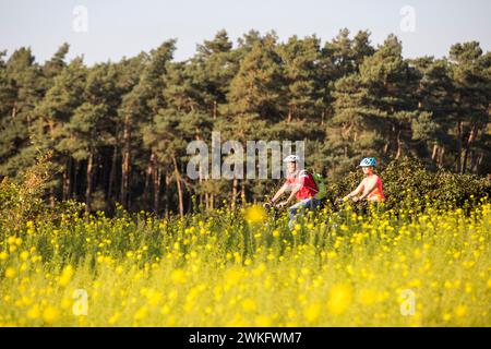 Ciclista, tour in bicicletta nella riserva naturale di Dingdener Heide, brughiere e brughiere, a nord del villaggio di Dingden, appartiene al culto di Hamminkeln Foto Stock