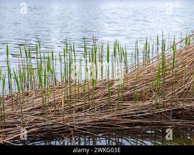 Canne secche e nuovo verde che cresce con lo sfondo del lago d'acqua Foto Stock