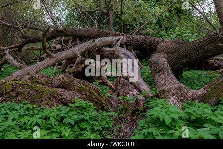 Querce cadute adagiate in vegetazione verde. Foto Stock