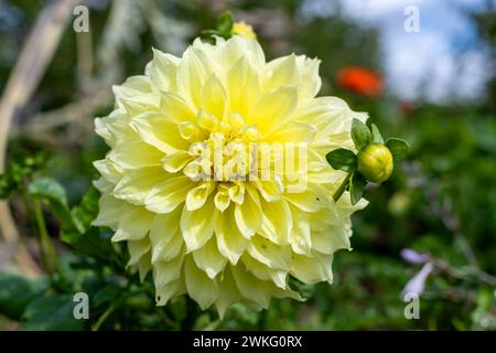 Primo piano di un canarino fubuki dahlia in fiore Foto Stock