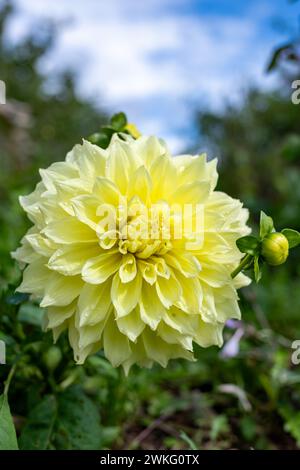 Primo piano di un canarino fubuki dahlia in fiore Foto Stock
