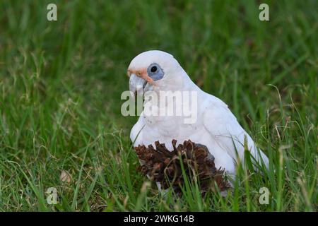 Un piccolo Corella adulto australiano - Cacatua sanguinea - uccello a terra che mangia un pino con semi di cono di pino che guarda alla macchina fotografica in una luce soffusa Foto Stock