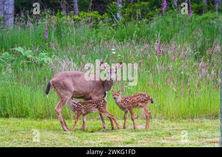 Cervi colombiani dalla coda nera con giovani fawn maculati, un infermiere, sul prato di erba falciata di un cortile rurale dello stato di Washington con vegetazione naturale. Foto Stock