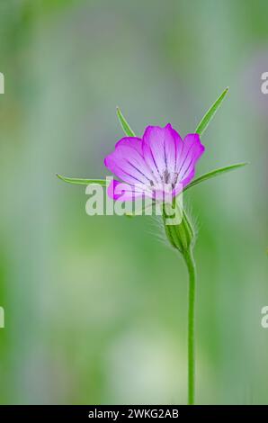 Fase di fioritura del githago di Agrostemma che cresce naturalmente in Turchia. Foto Stock