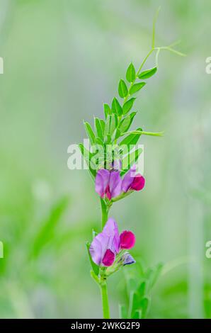 Fiori di colore rosa della pianta della vecchiaia. Vicia sativa Foto Stock