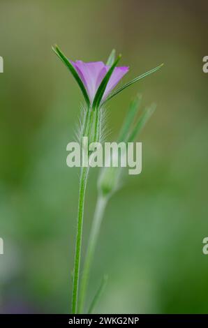 Fase di fioritura del githago di Agrostemma che cresce naturalmente in Turchia. Foto Stock