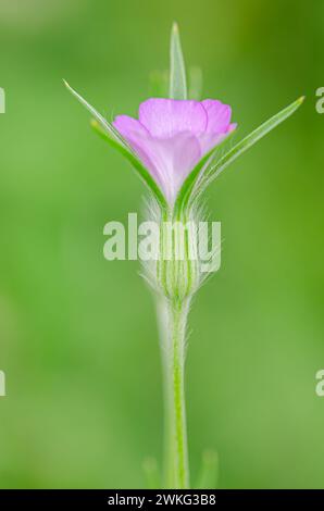 Fase di fioritura del githago di Agrostemma che cresce naturalmente in Turchia. Foto Stock