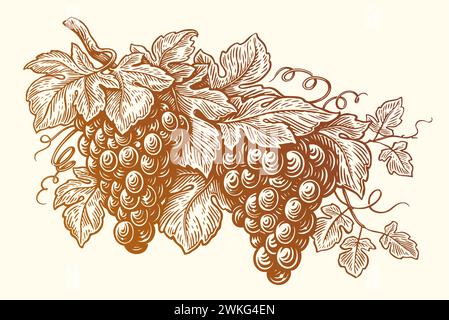 Ramo d'uva trafilato a mano con foglie. Vigneto, frutta, piante da giardino, vino biologico. Illustrazione dello schizzo vettoriale Illustrazione Vettoriale