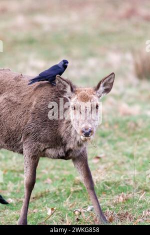 Richmond Park, Kingston. 20 febbraio 2024. Intervalli di sole in tutte le contee di Home questo pomeriggio. Un corvo e un cervo a riposo che vivono in armonia nel Richmond Park a Kingston nel Surrey. Crediti: james jagger/Alamy Live News Foto Stock